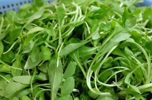 原创河边的兔儿草却是野菜能健脾美肤凉拌起来酸辣可口