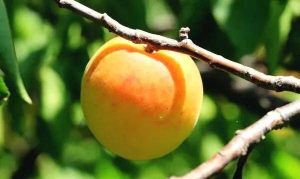 一个小杏子能受到大家的欢迎见证了庄河市歇马村人的奋斗精神