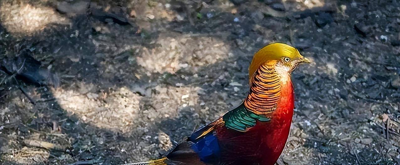 原创东北野鸡满天飞为何吃货却不敢下嘴因为真没人能惹得起