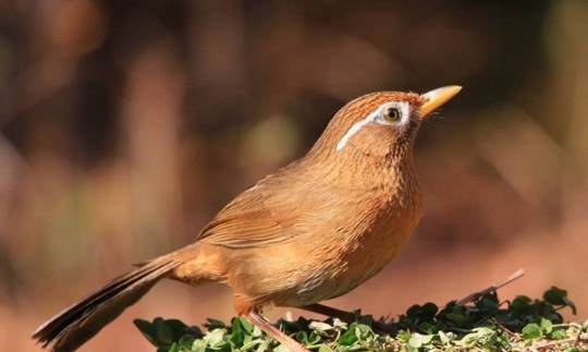 画眉鸟换毛期怎么进行处理