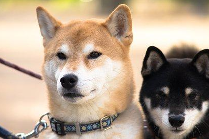 原创狗年行大运这12只狗狗都已归类快来看看你属于哪一类