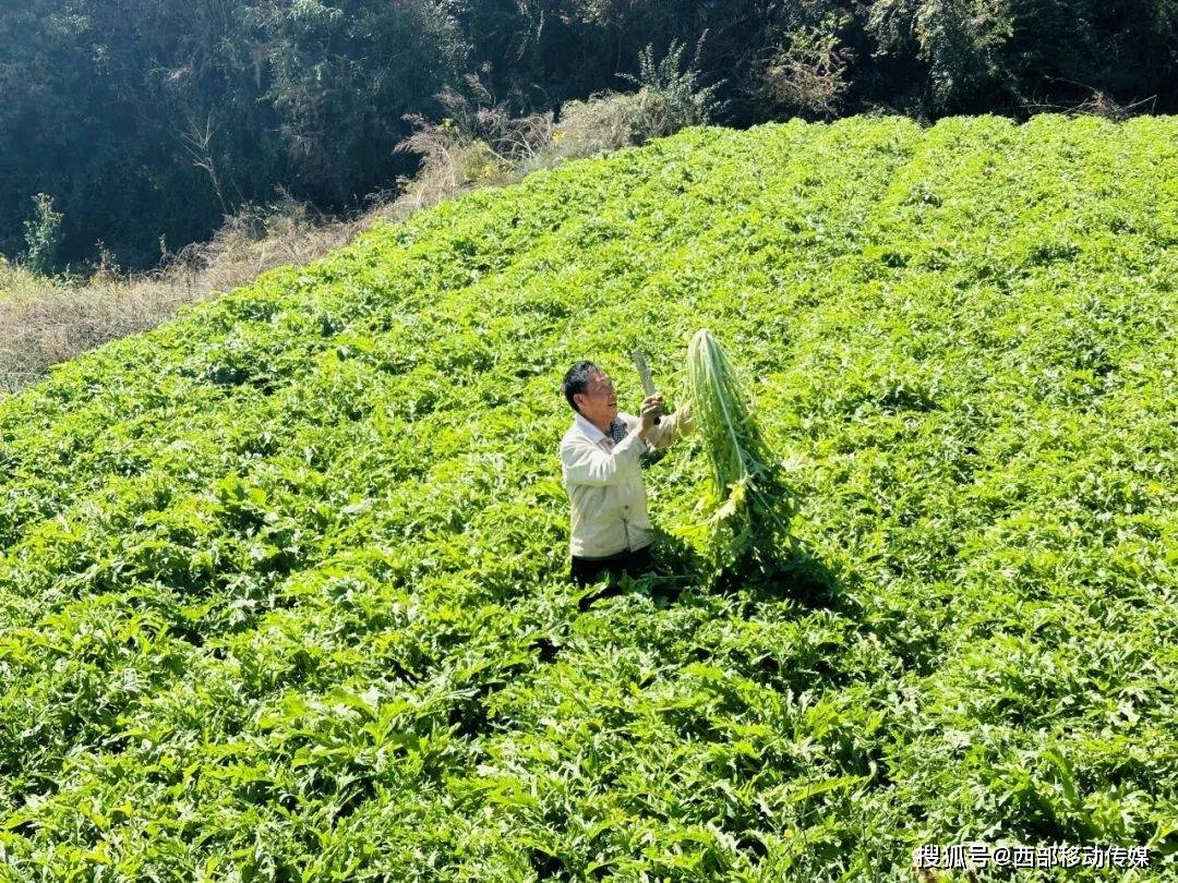 梅干菜生长图片图片