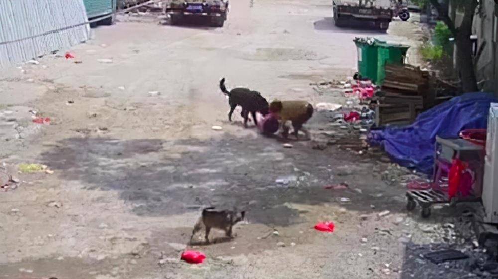 原创福建一七旬老人在大街上被恶犬咬死家属拒绝赔偿只求严惩恶犬