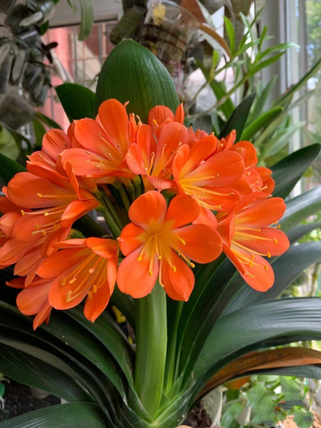 公认难养的10种花卉小白别养