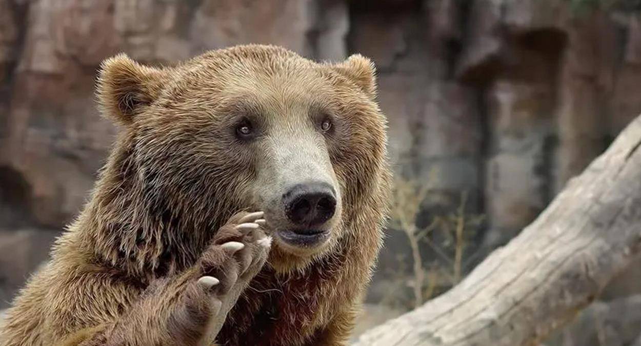 小棕熊坐在雪地上,嘴里发出哀鸣,它用爪子挠了下自己的脑袋,然后顺着