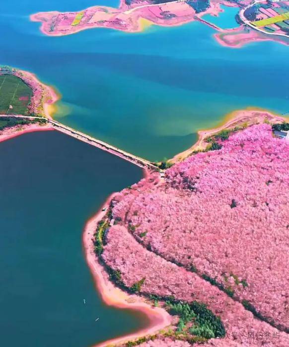 贵州平坝的樱花景点,贵州平坝樱花吐血总结