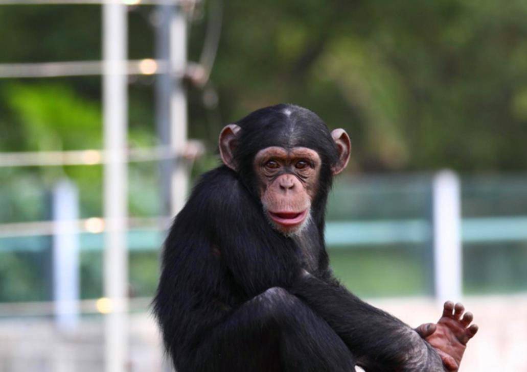 原创非洲一只黑猩猩是如何将艾滋病传给非洲黑人再传至全世界的