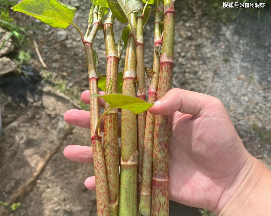 虎杖,又称花斑竹,酸筒杆,有3大作用,价值极高,农民朋友要了解!