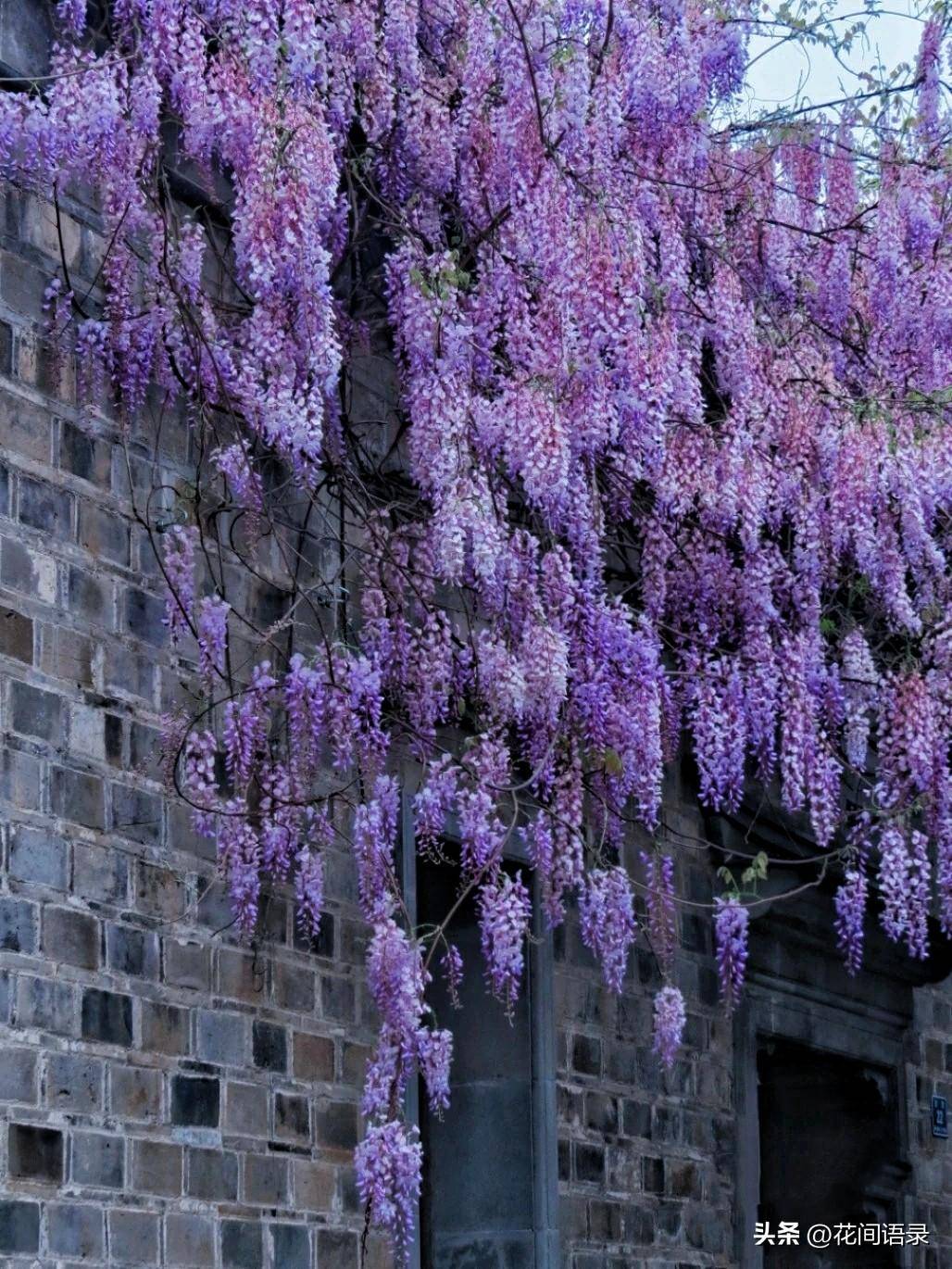 南京小巷子里的紫藤花盛开如画