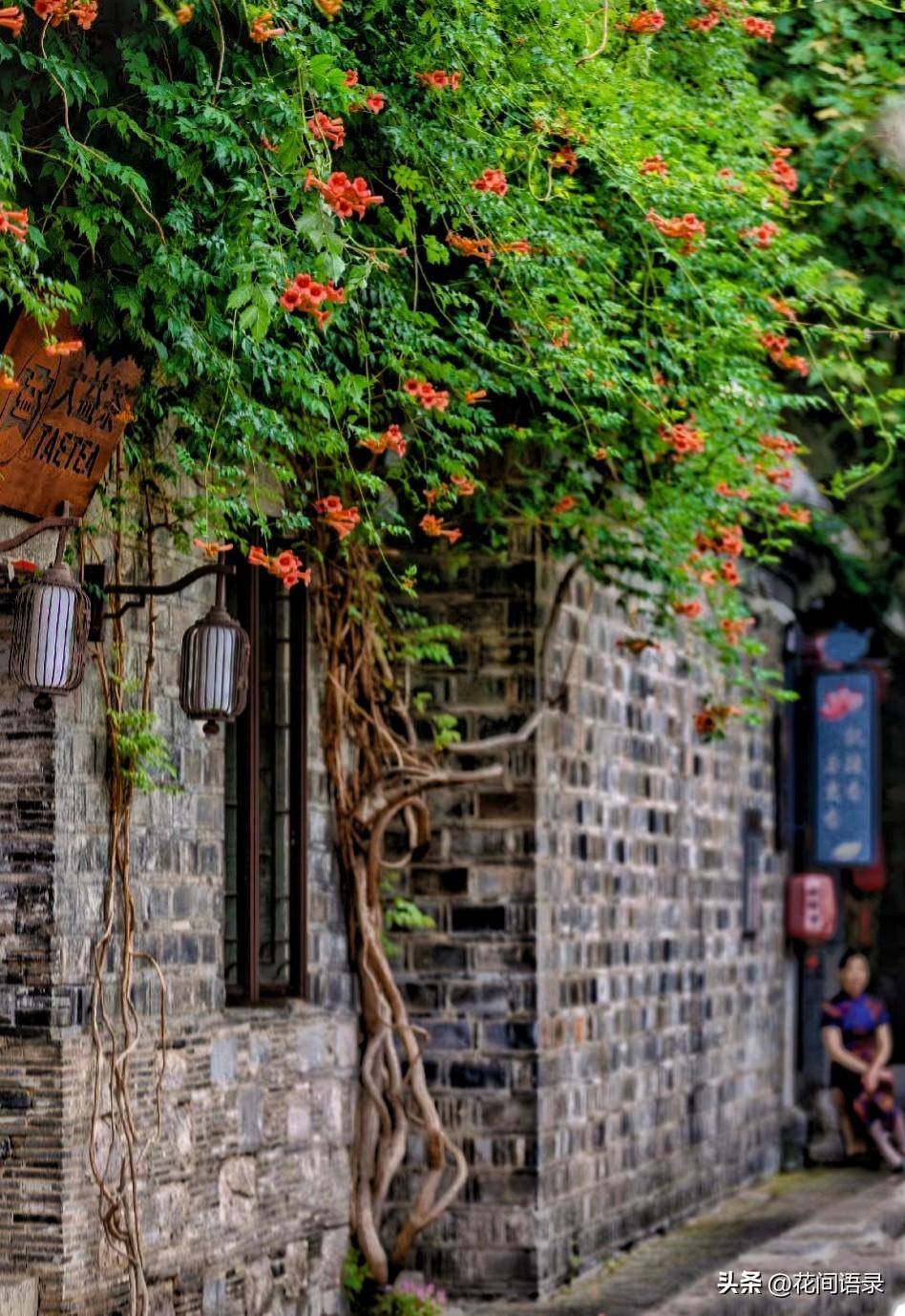 江苏南京这个小巷子里的花开得太美了