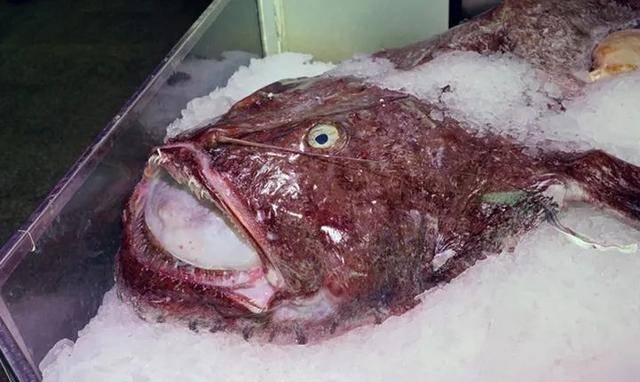 原创这么奇葩的动物交配姿势还是第一次听说