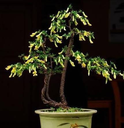 原创枝条小心棱角小小金雀盆景的独特只有爱花人才懂