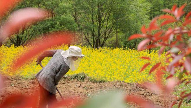山里的春天是什么样子来秦岭走一走