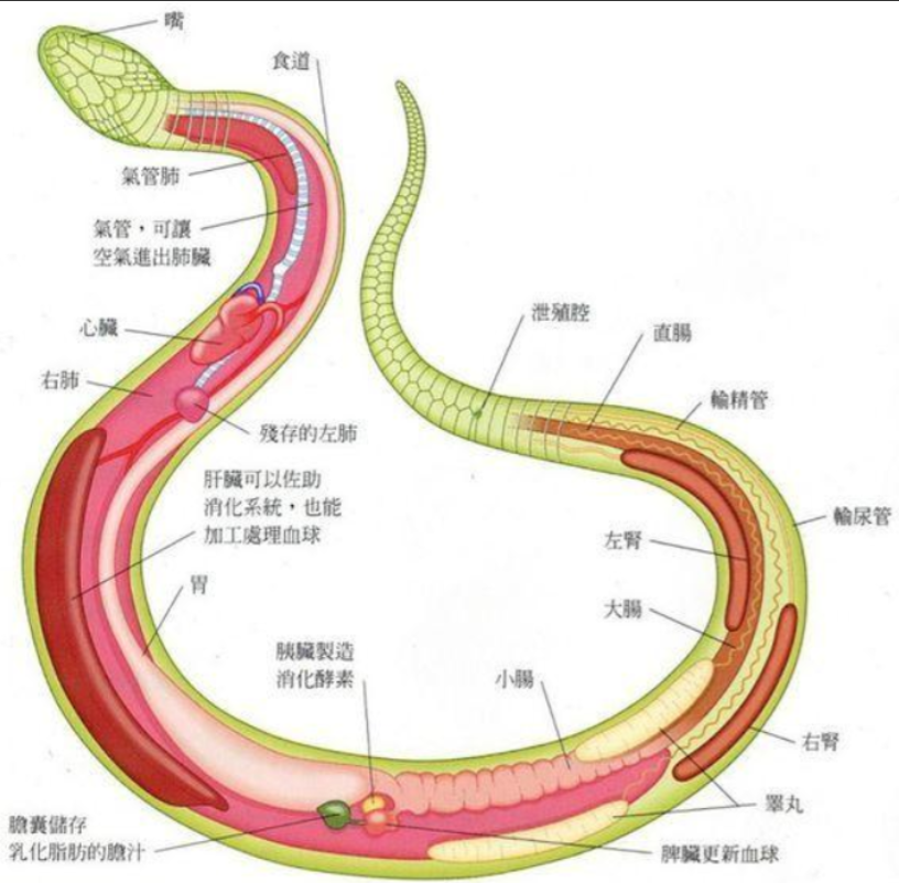 生吞蛇胆,饮蛇胆酒有多可怕?男子折腾15年,差点送命,浑然不知