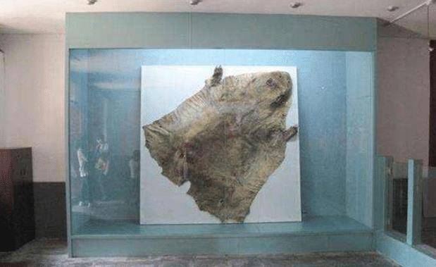 2010年6月沈阳故宫将这两只熊皮给展现了出来,根据相关人员介绍说,这