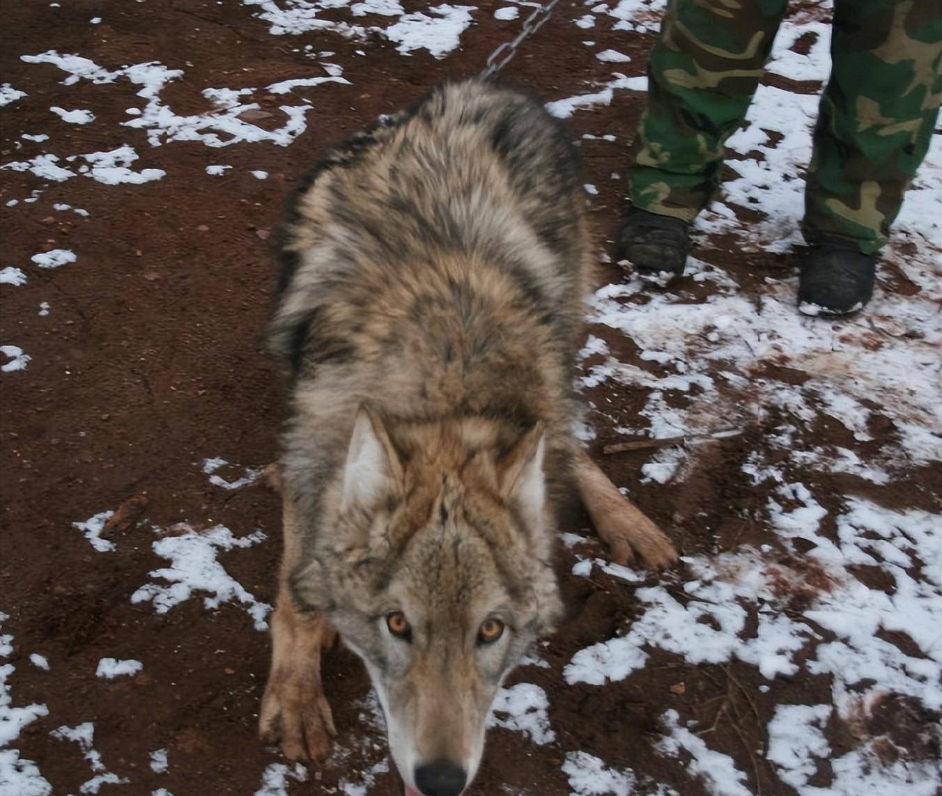 思索一会后,刘大爷说道:"别杀害这只狼,它怀孕了,我们找下一个目标吧"