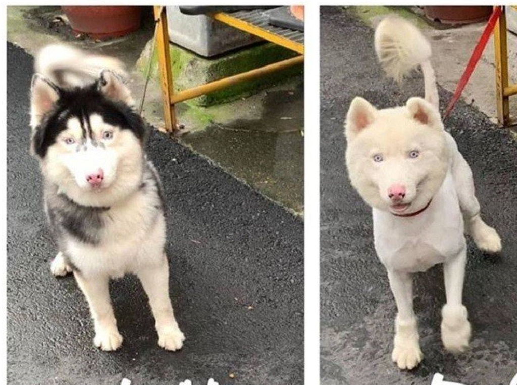 原创网友买回来一只二哈有一次去宠物店洗完澡之口怀疑狗被掉包了