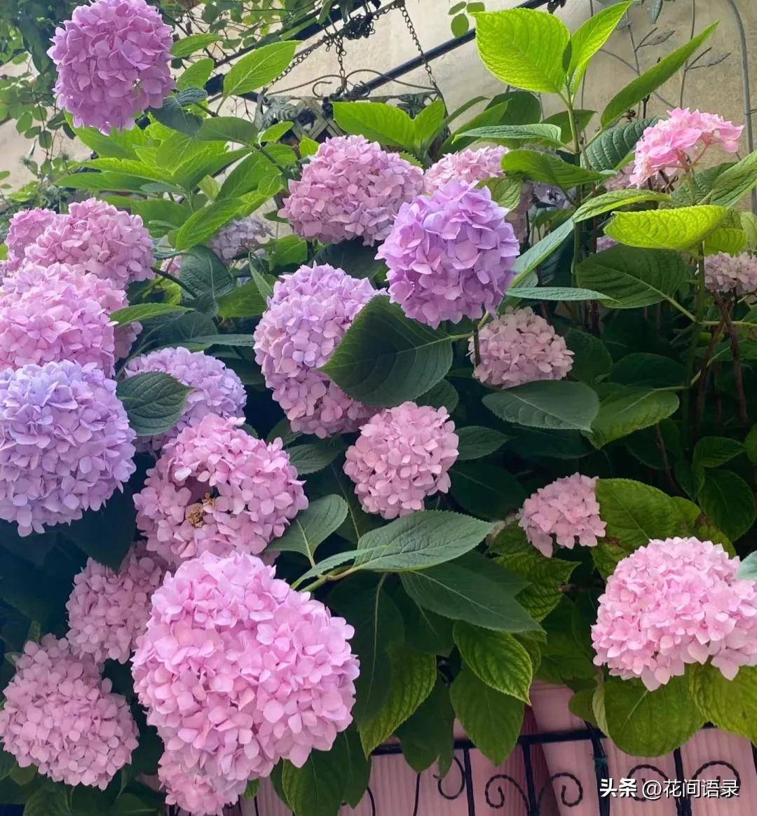 就算费钱也要养的8种花太让人着迷了