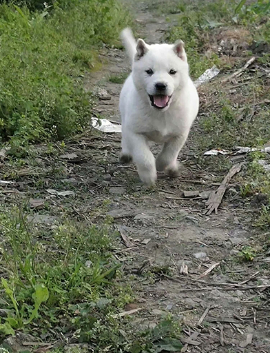 宠物狗拆家?养一只中华田园犬吧