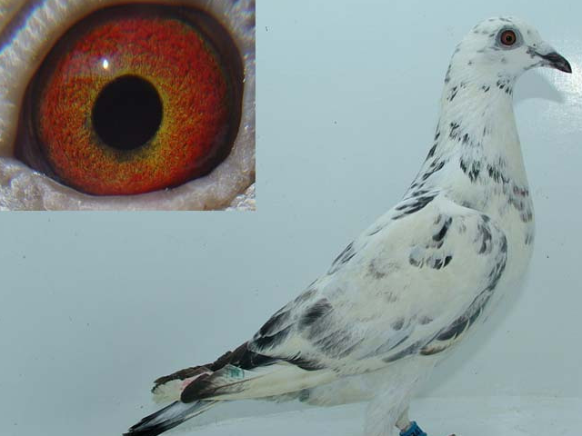 赛鸽比赛之前关注这些环节,赛鸽养得更好_控制_问题_鸽子