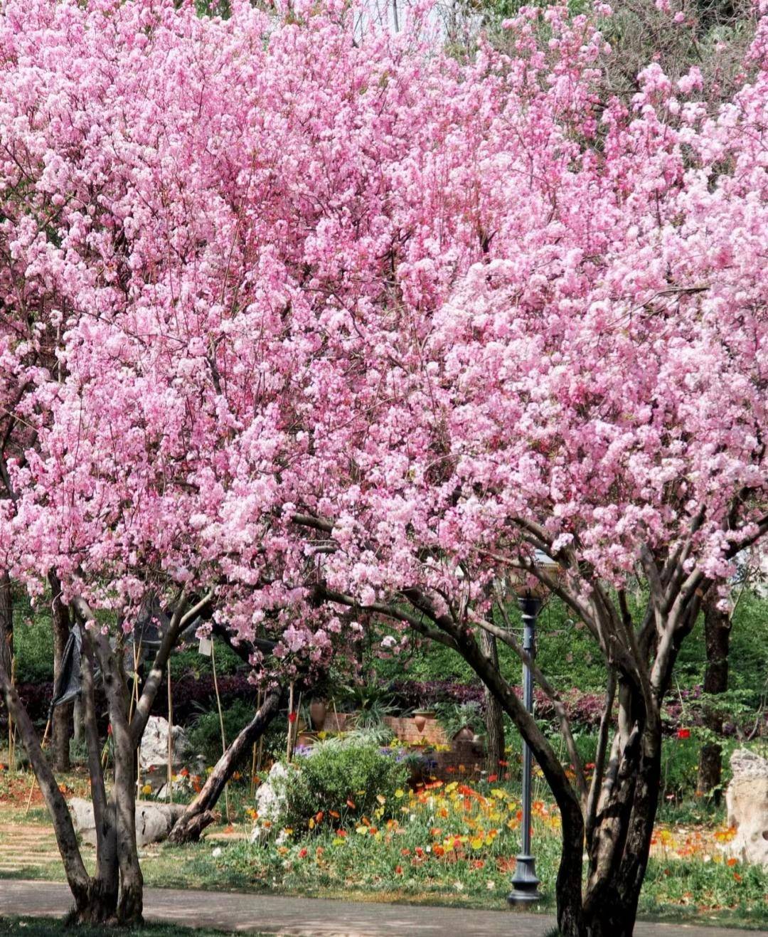 云南海棠花真的美得太惊艳了