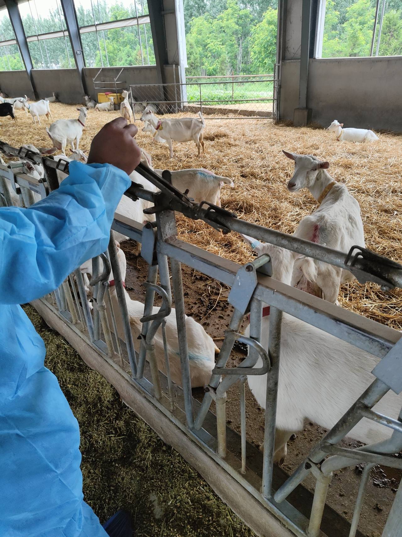 养羊人注意:羊场羊颈枷使用前你须懂得这些!