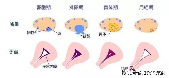 你知道皮肤有生理周期吗皙活美肤跟着生理周期有序护肤是美丽不变的