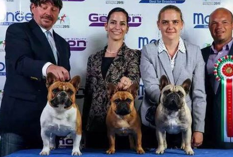 原创纯种法国斗牛犬介绍赛级法斗的特征都具备哪些