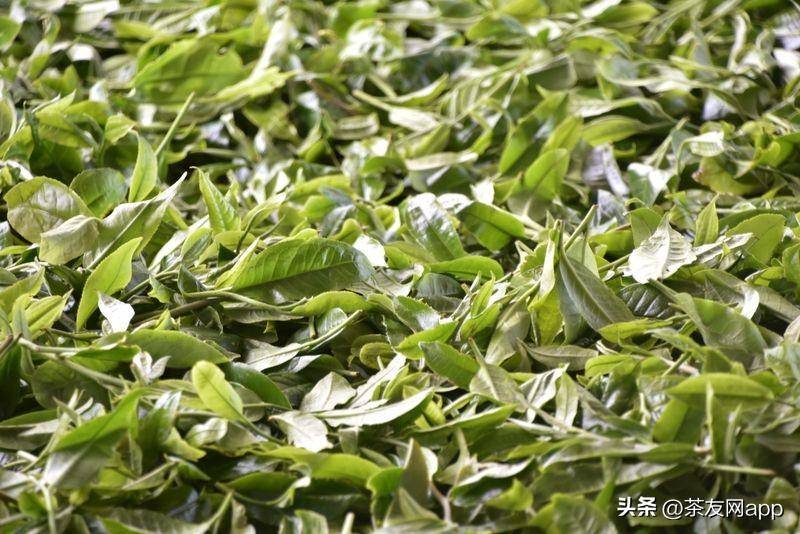 古树春茶:2200-3500元/公斤2024年南糯山帕沙寨春茶毛料参考价格南糯