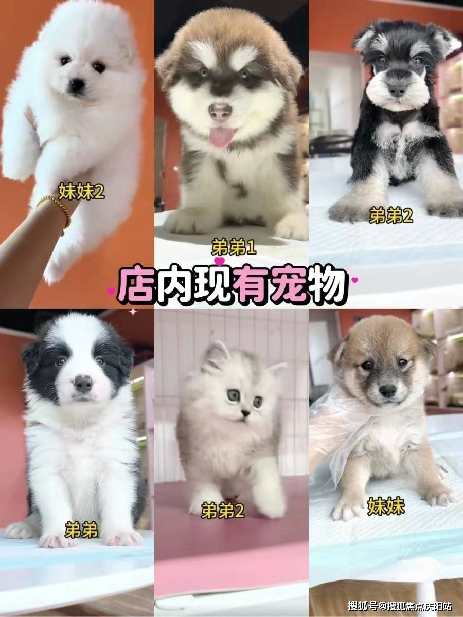 成都金毛犬的价格是多少呢这里安全可靠的还能实体店挑选心仪的宠物