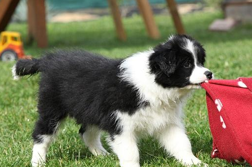边牧为什么不能当警犬?原来智商高也有错_主人_性格_能力