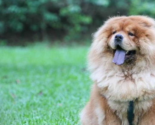 原创松狮犬是中国土生土长的古老犬种但因这五大缺点而不受人待见