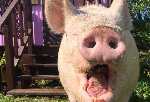 原创三百斤巨型宠物本被铲屎的当成宝离家出走成为别人盘中餐