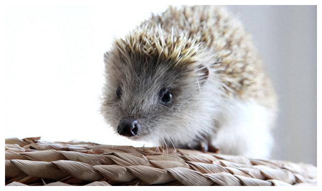 《直面现实,妙趣横生,别有洞天》,刺猬式优雅的浪漫!_电影_思考_故事