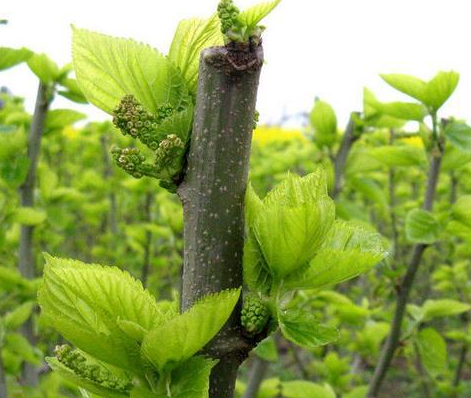 桑树救驾椿树封王具有传奇色彩的童年美味桑葚