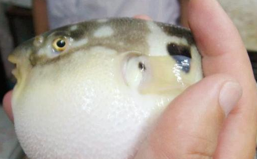 长江_河豚_鲥鱼