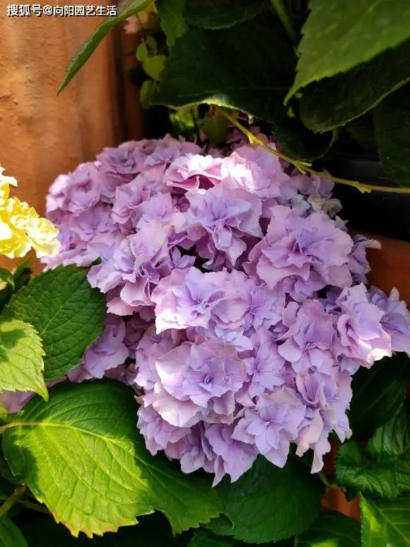 绣球花本身的养护并没有太大的难度,无非就是浇水和施肥,尤其是种在