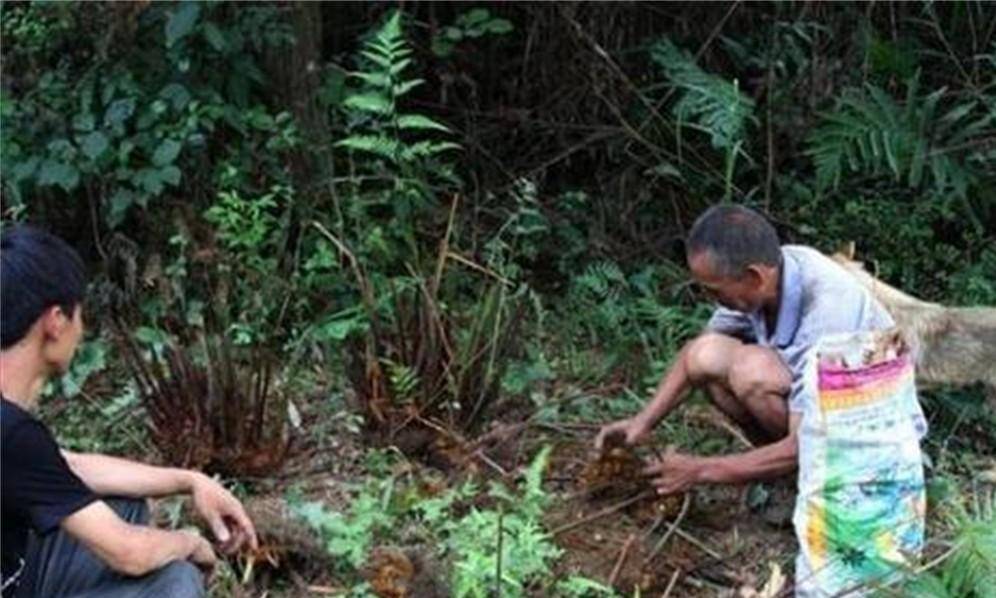 1986年一村民打死73条毒蛇5年后被蛇围攻致死蛇类真的记仇吗