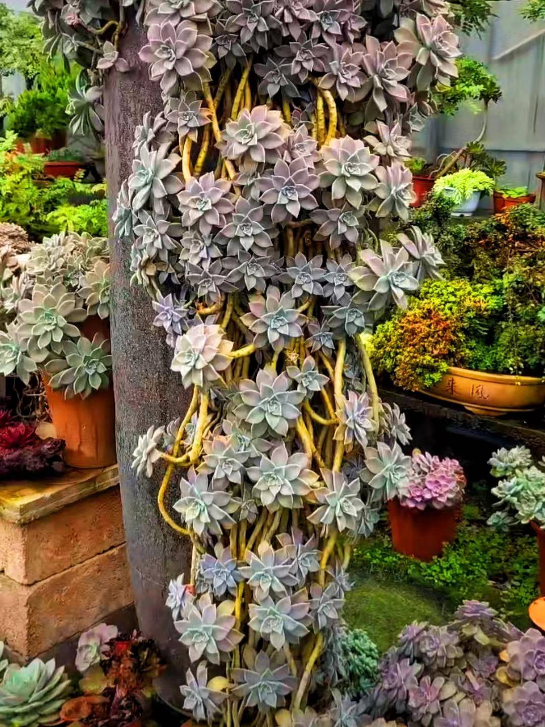 7种好养又好看的多肉推荐