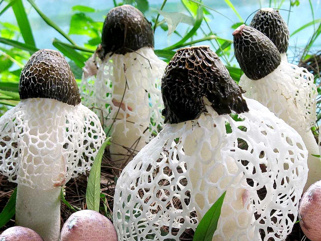 原创春天自驾游踏青一开心穿着跳舞的小菇娘却是国宴上的珍品