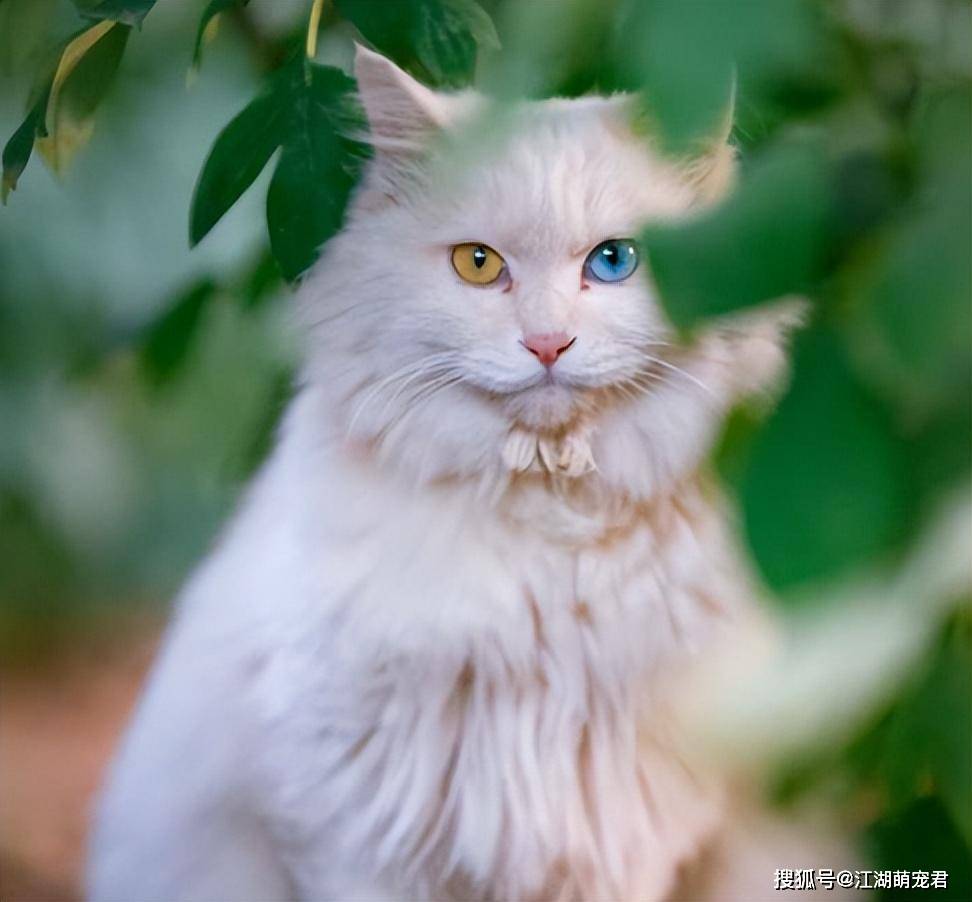 十大颜值最高的猫图片