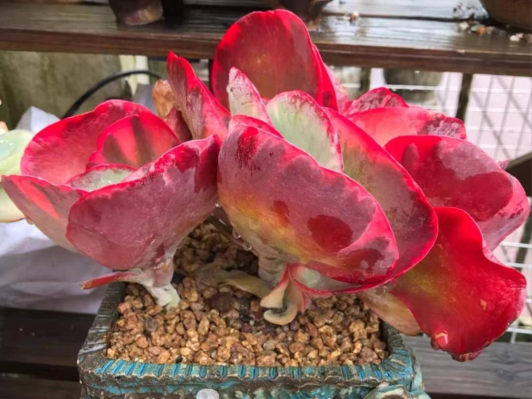 唐印,薄叶系多肉的典型品种之一,它的叶片很薄但是颜色很艳丽,是那种