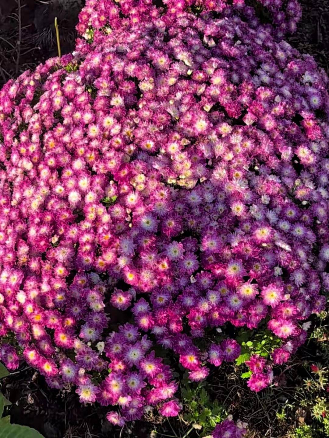 好养活开花又多的千头菊_品种_菊花_原文