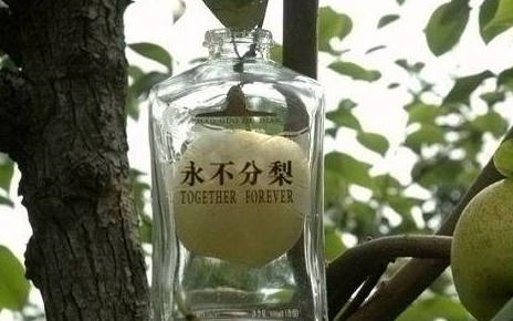 原创拳头大的梨是怎么放进酒瓶里的知道真相后感觉智商被碾压