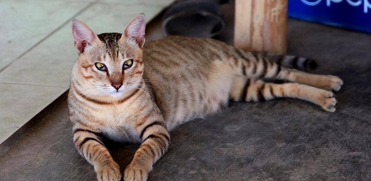 原创一年吃掉400万只猫为啥越南人这么爱吃猫肉中国人却几乎不吃