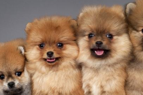 原创你知道德国的狐狸犬有哪些博美犬它们当中最有名