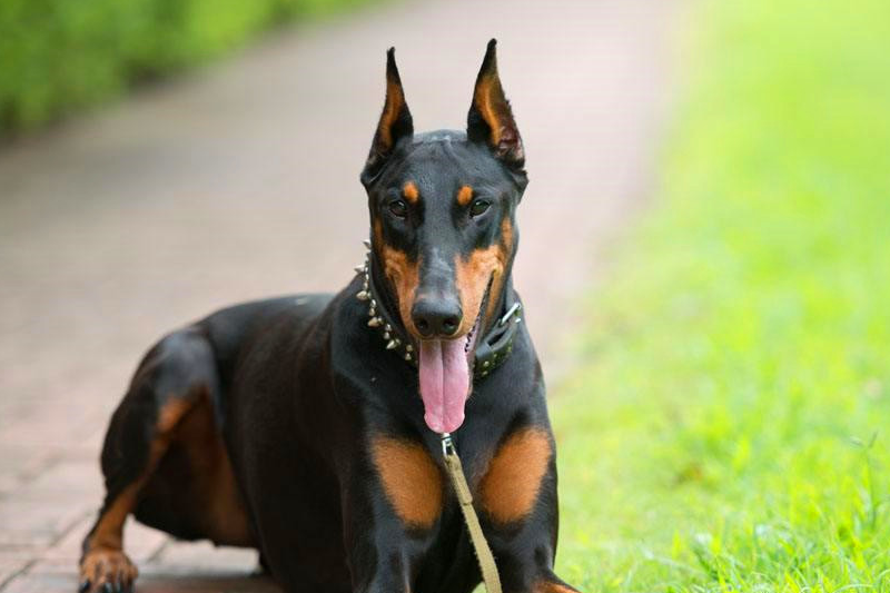 宠物知识德系杜宾犬外表标准