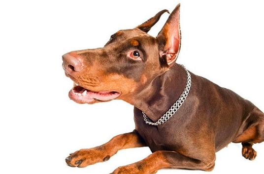 宠物知识德系杜宾犬外表标准