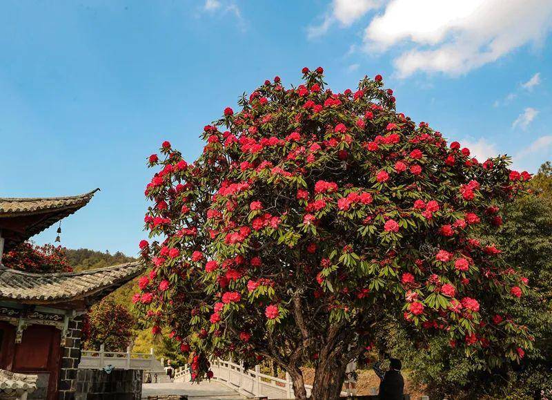 马缨花开满山红