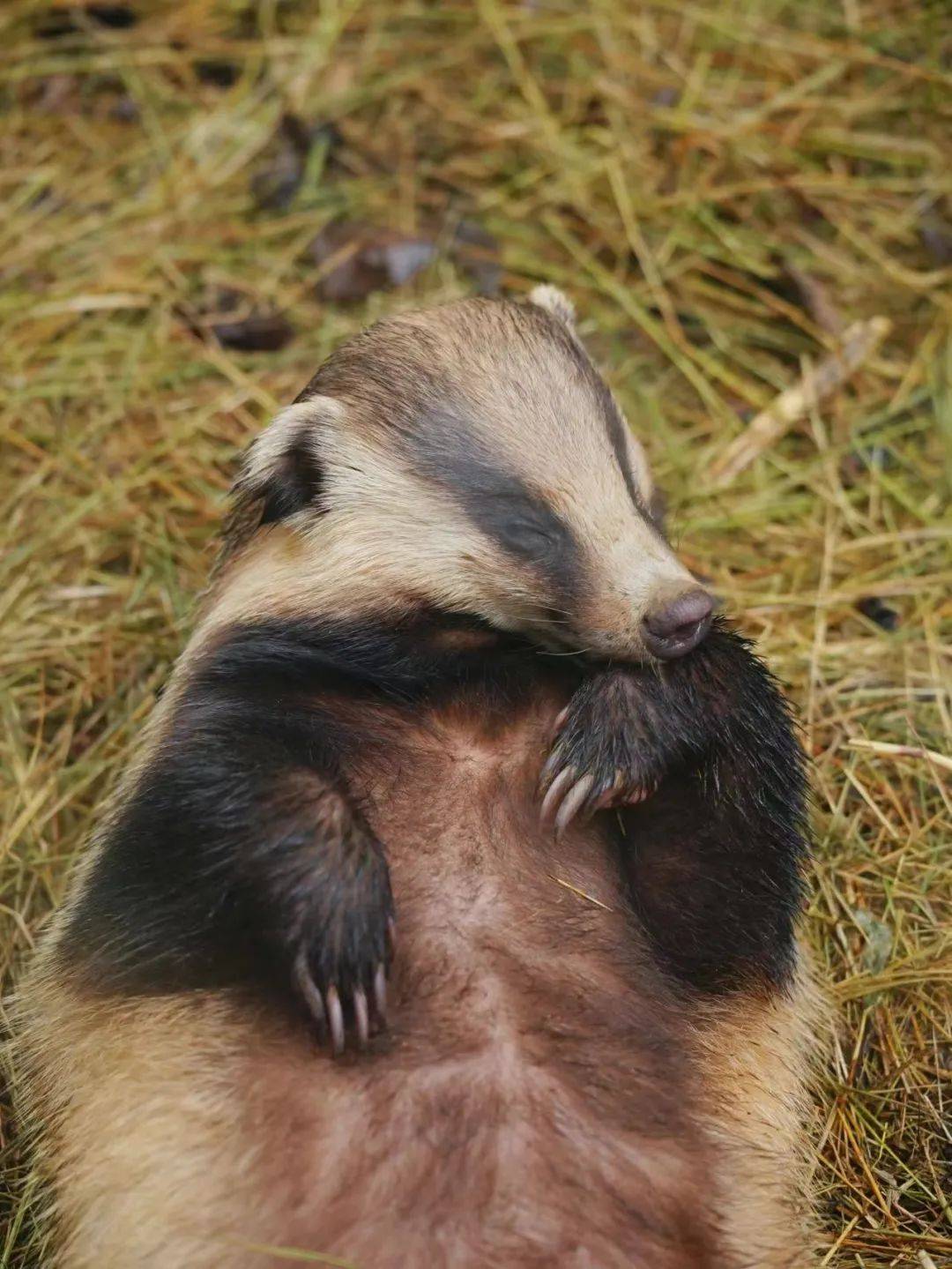 亚洲狗獾:睡一觉瘦六斤,多少人羡慕了?_生生_动物_时间